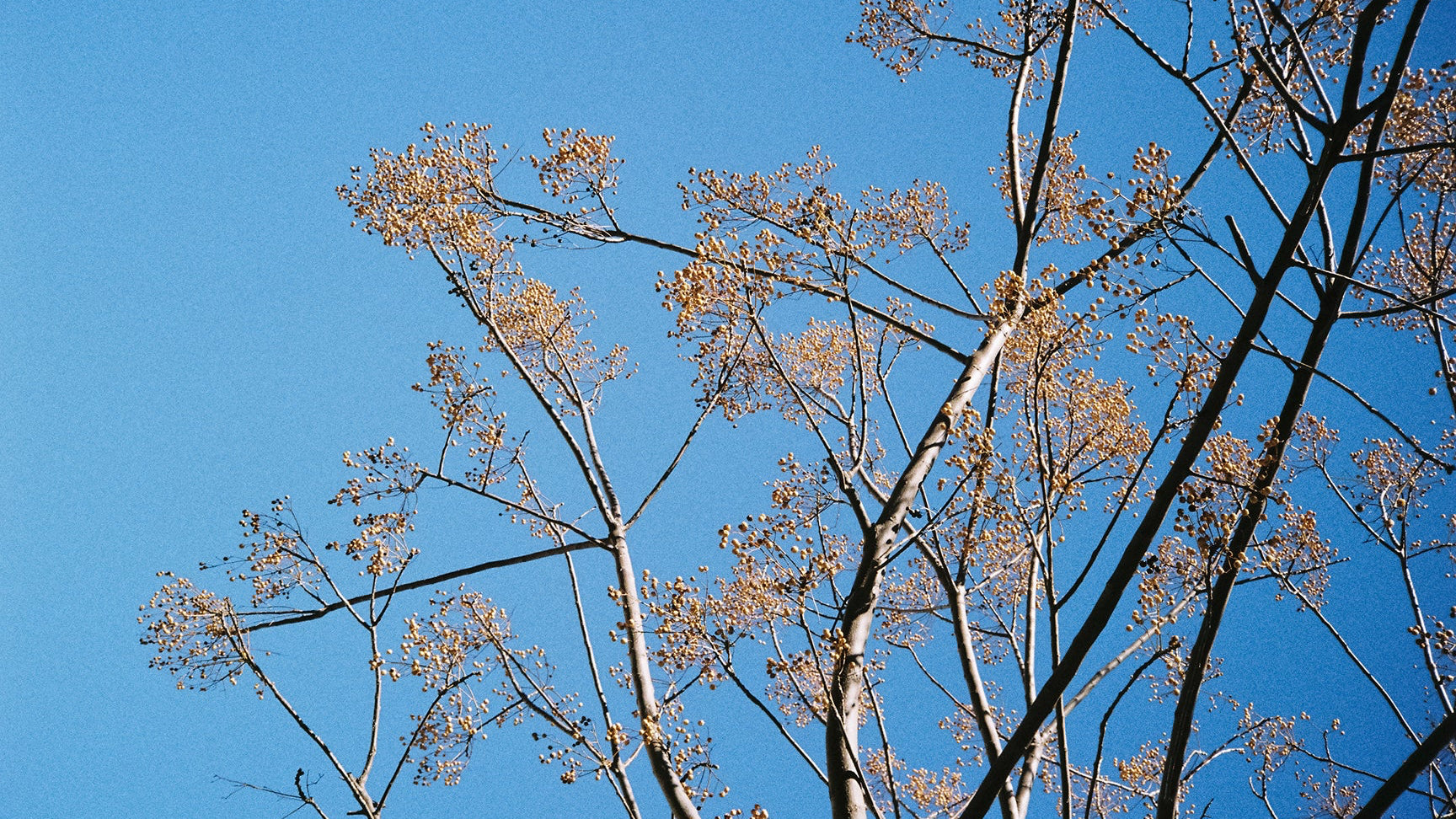 Tree branches with sparse leaves against a clear blue sky