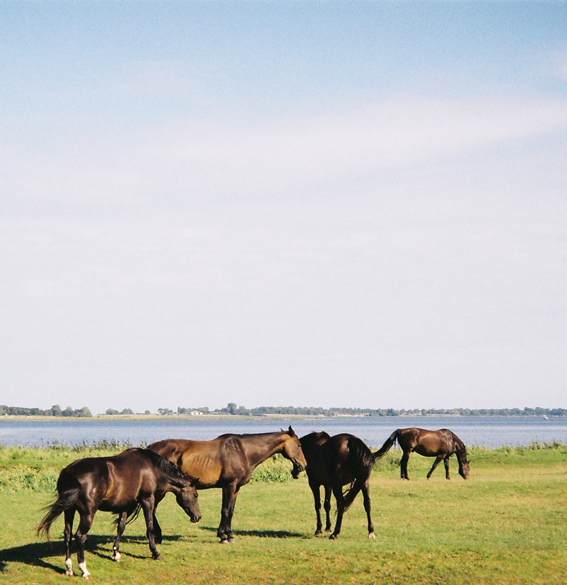 Horses grazing on a grassy field with a lake in the background