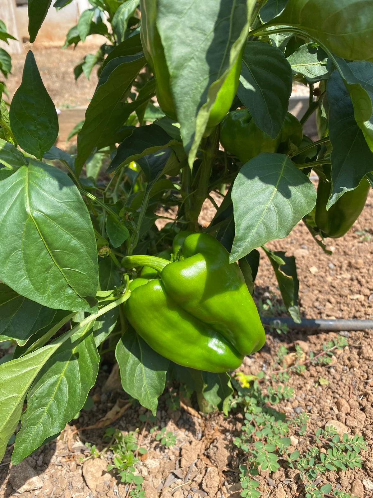A green pepper growing on the plant